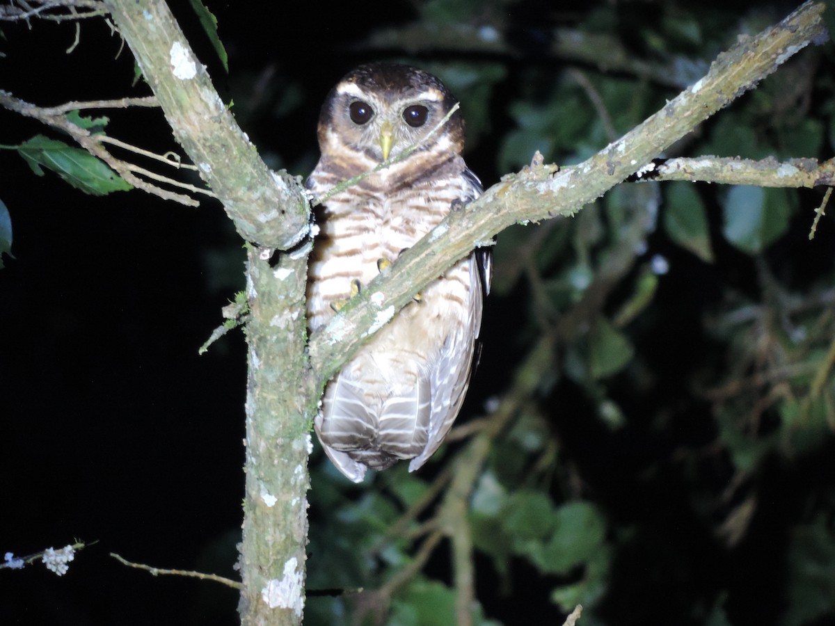 Band-bellied Owl - ML635570271