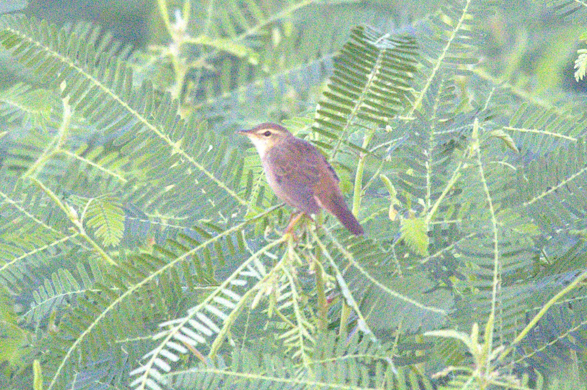 Middendorff's Grasshopper Warbler - ML635570284