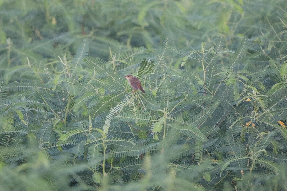 Middendorff's Grasshopper Warbler - ML635570315