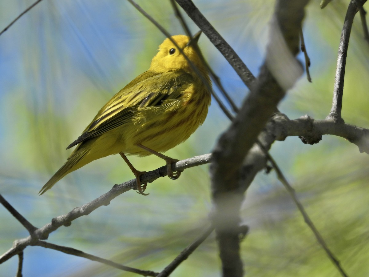 Yellow Warbler (Northern) - ML635570355