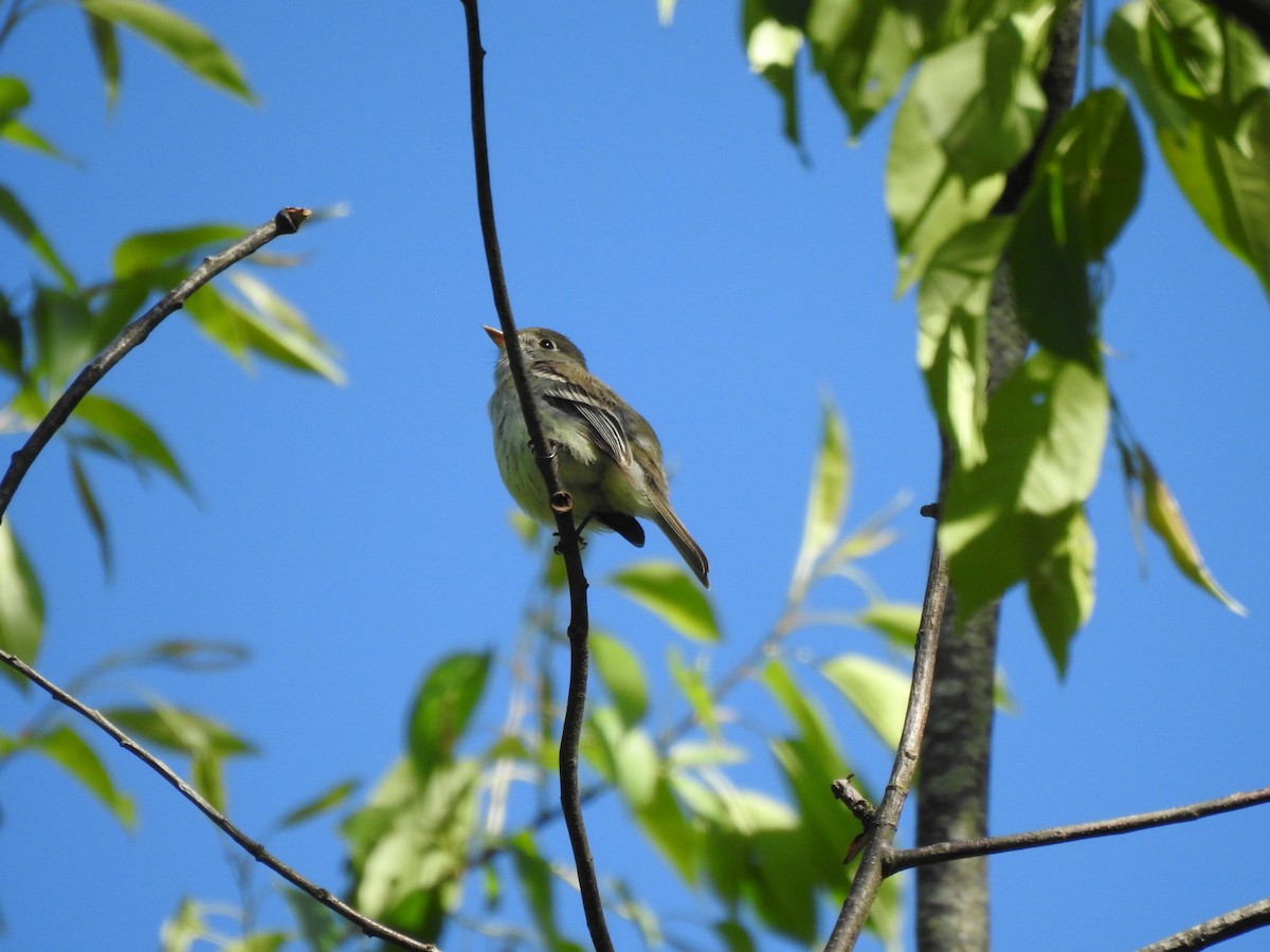 Least Flycatcher - ML635570423