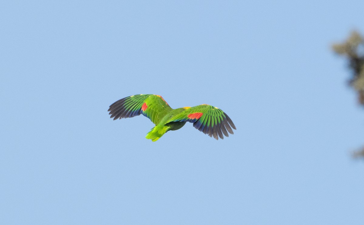 Yellow-headed Amazon - ML635570477