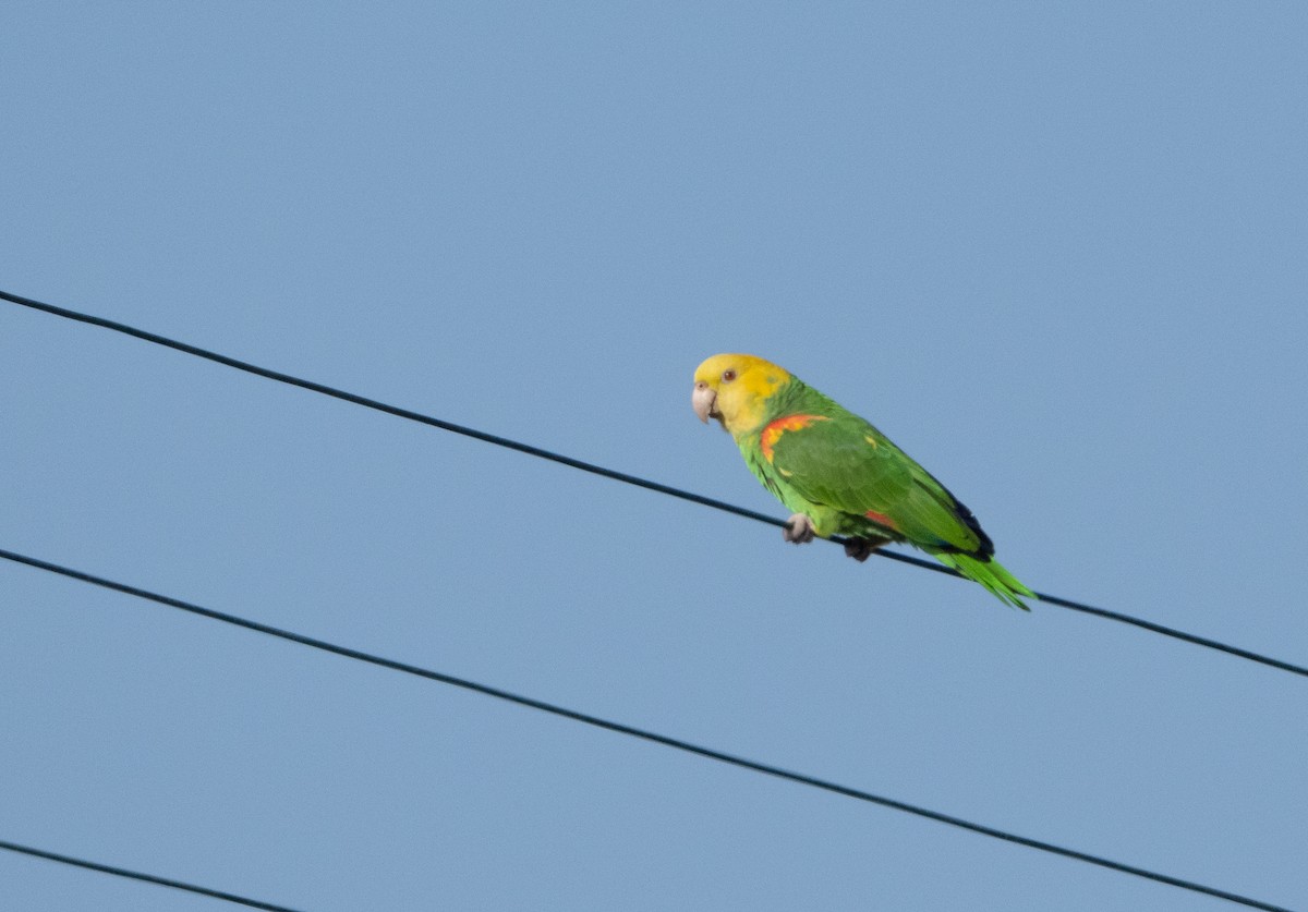 Yellow-headed Amazon - ML635570479