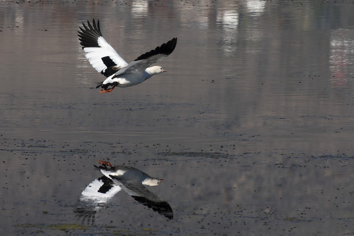 Andean Goose - ML635570510