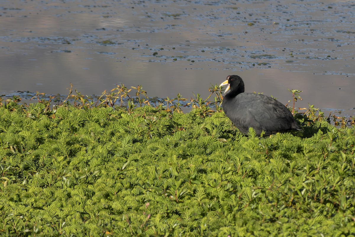 Slate-colored Coot - ML635570531