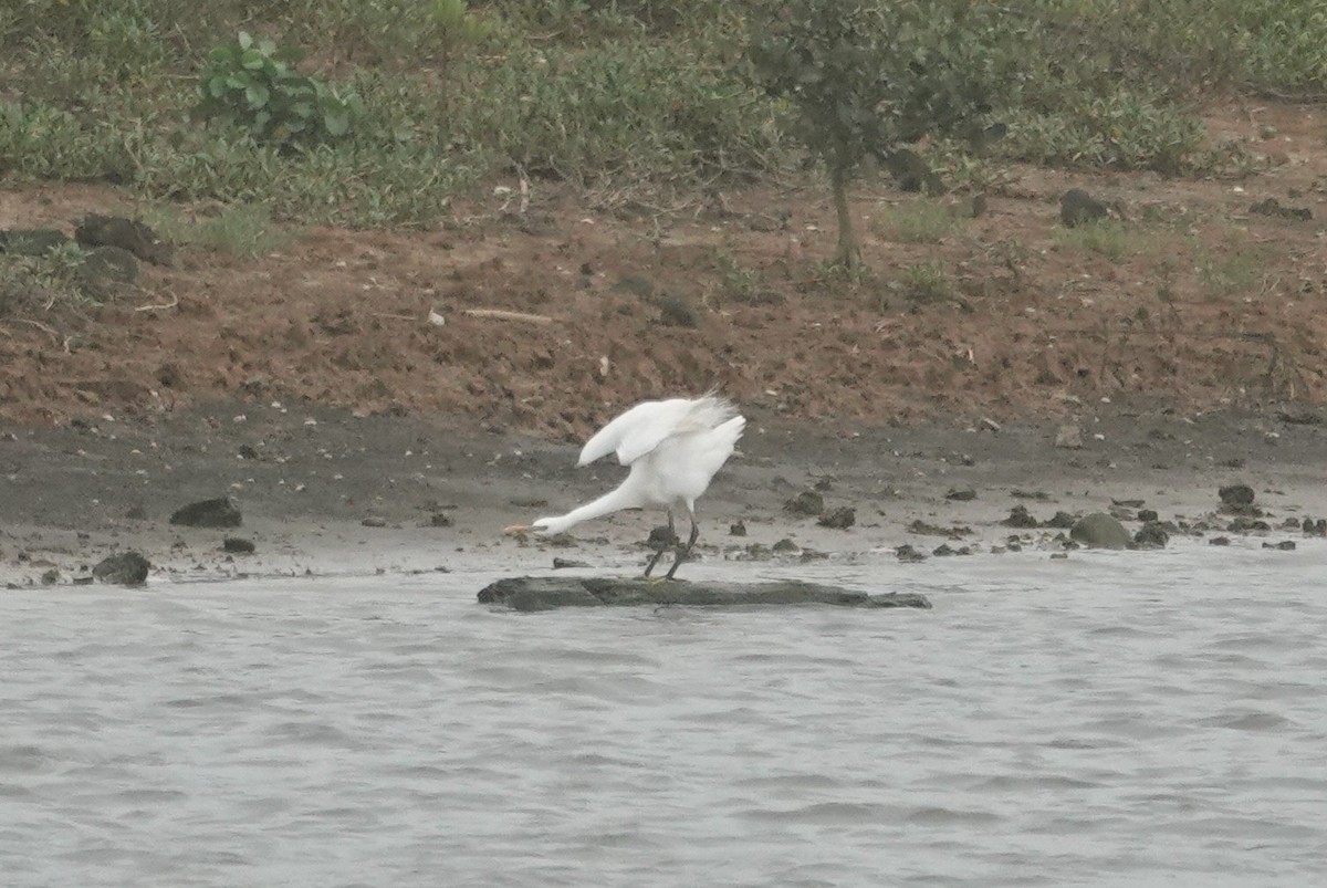 Chinese Egret - ML635570536