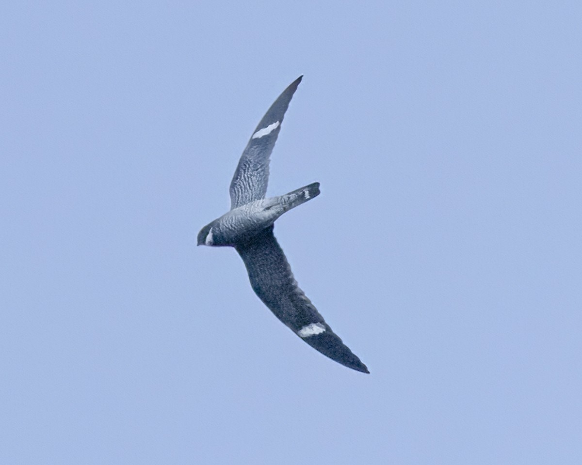 Common Nighthawk - ML635570553