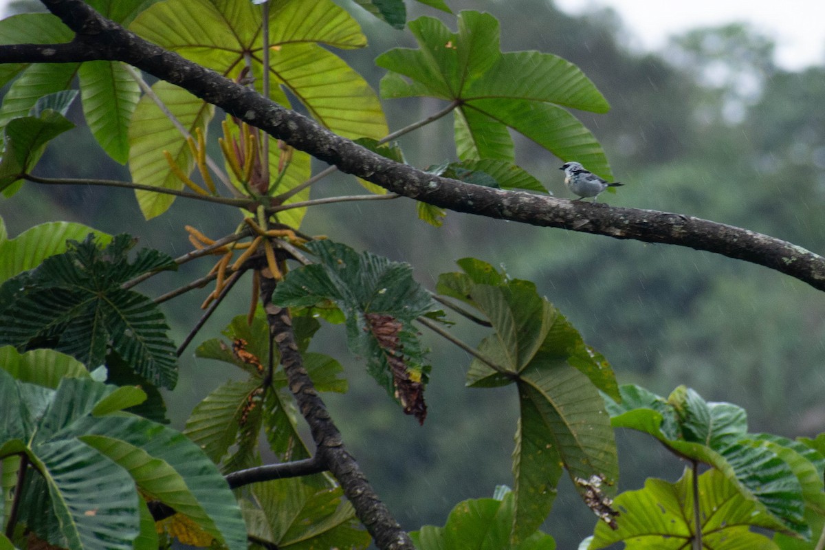 Golden-hooded Tanager - ML635570590