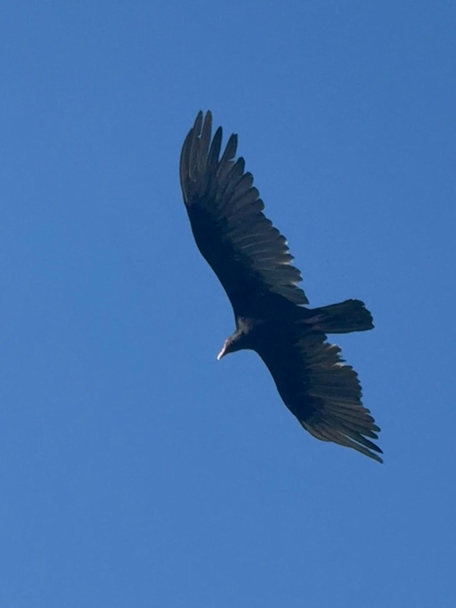 Hindi Akbabası - ML635570634