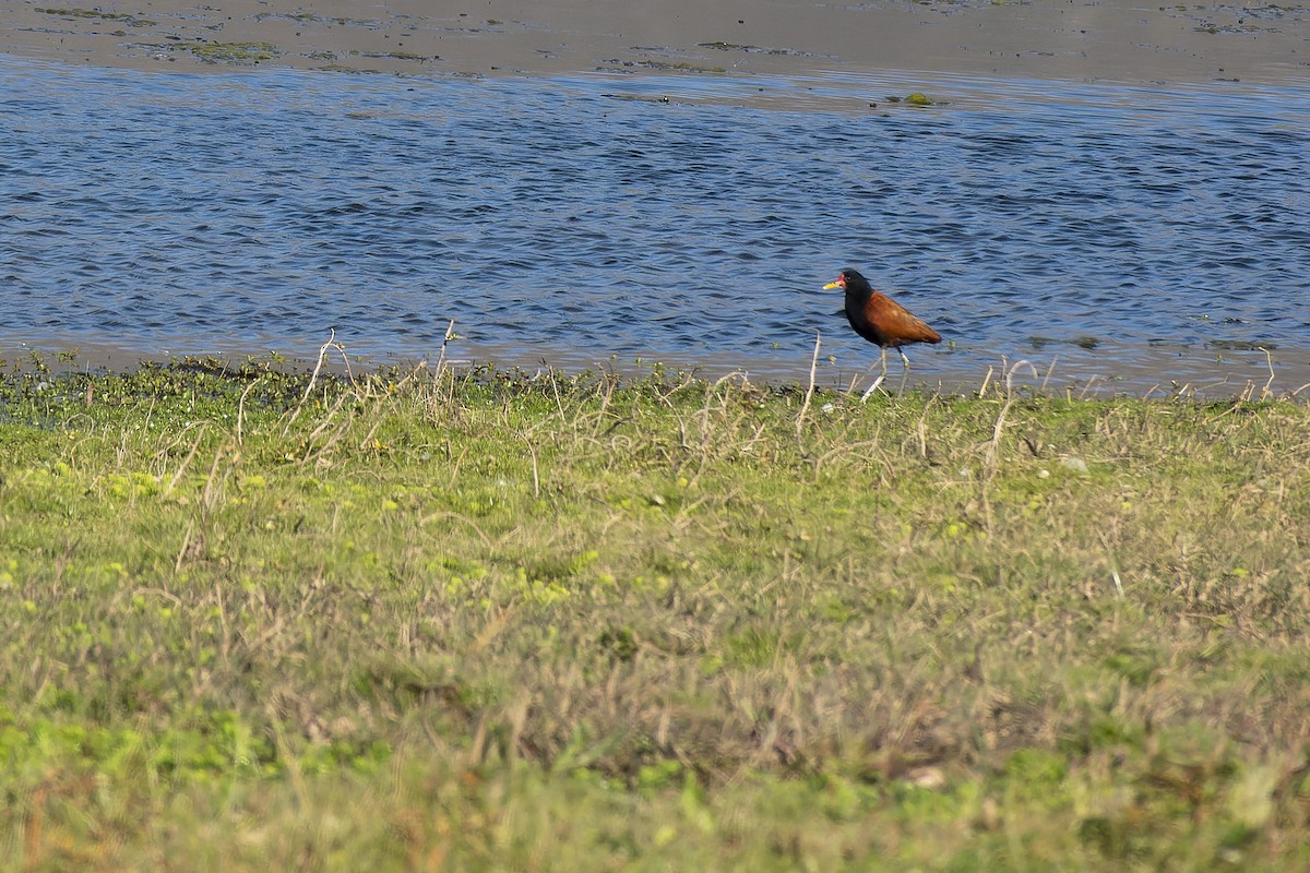 Wattled Jacana - ML635570685