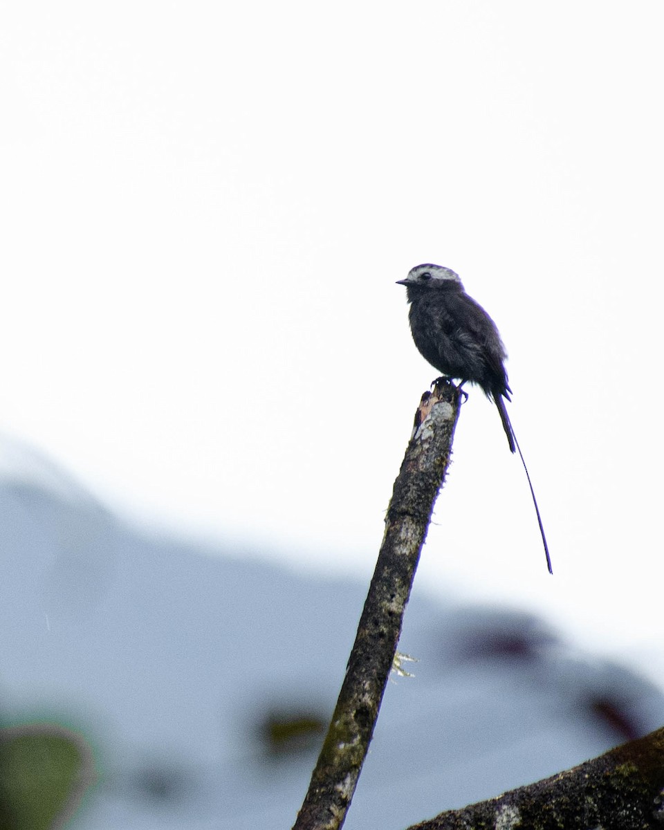 Long-tailed Tyrant - ML635570698