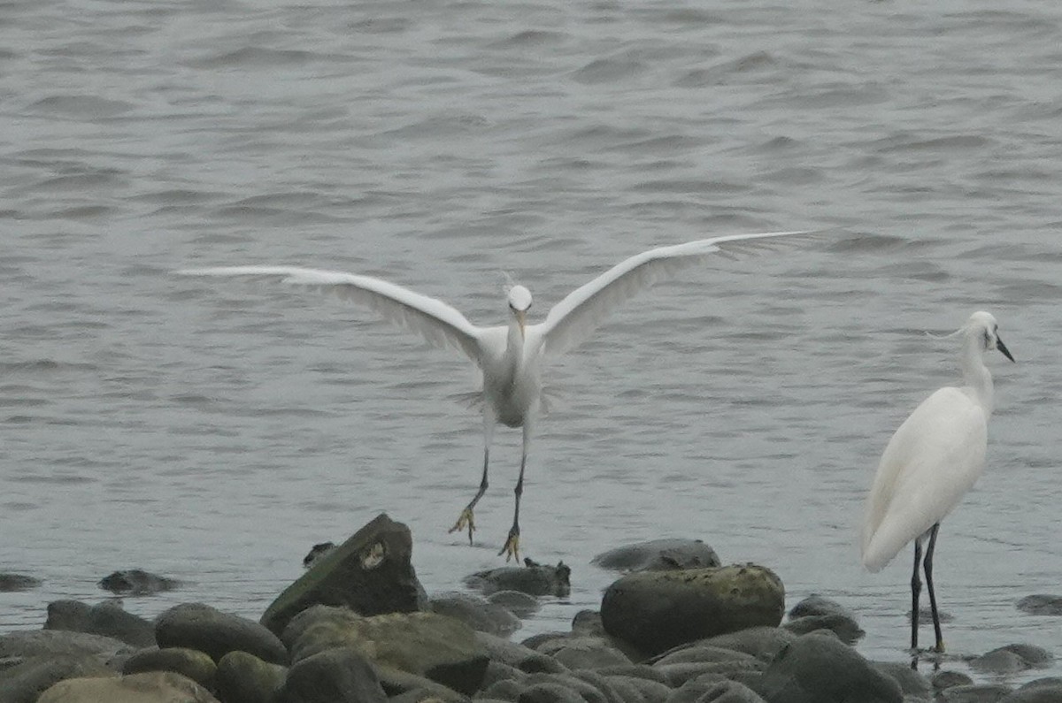 Chinese Egret - ML635570711