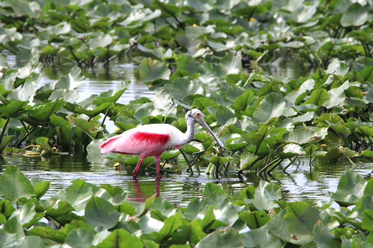 Roseate Spoonbill - ML635570738
