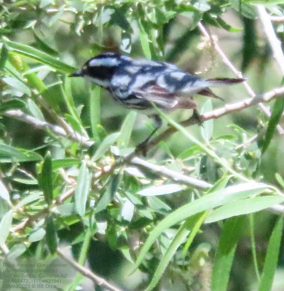 Black-throated Gray Warbler - ML635570782