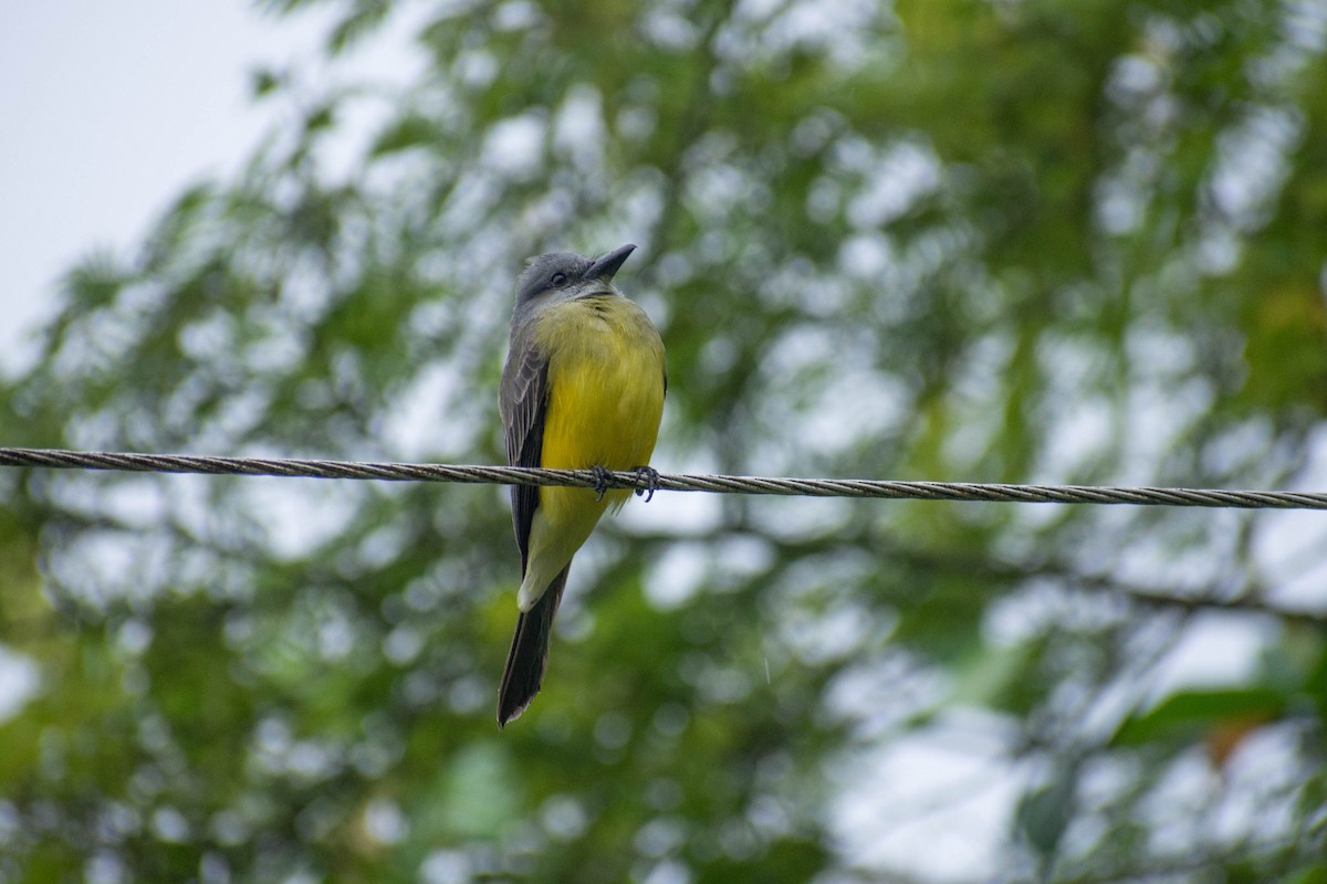 Tropical Kingbird - ML635570792