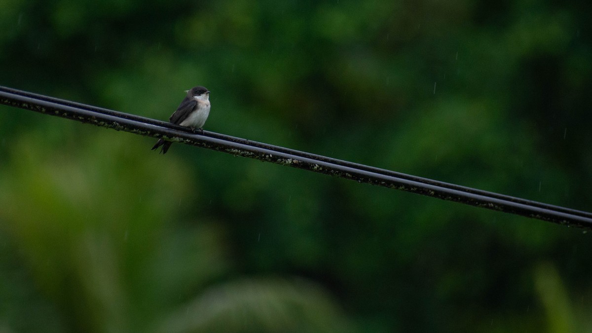Blue-and-white Swallow - ML635570813