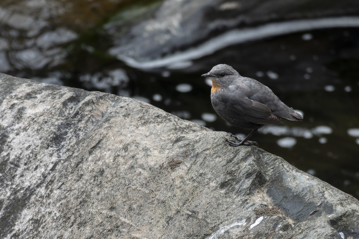 Rufous-throated Dipper - ML635570829