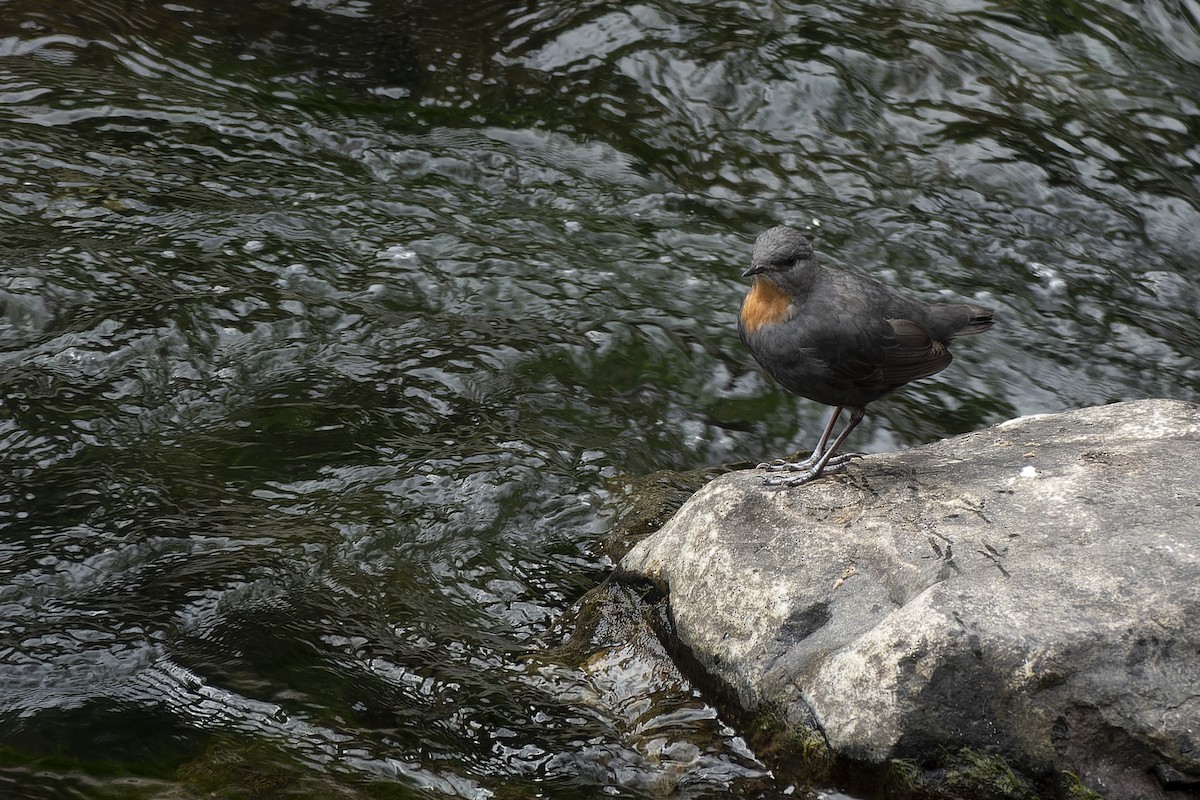 Rufous-throated Dipper - ML635570830