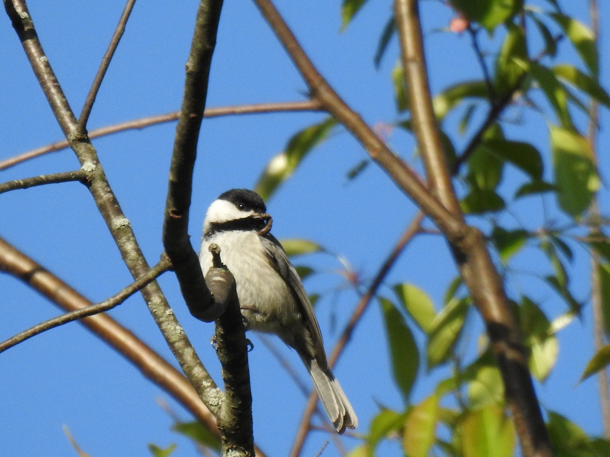 Carolina Chickadee - ML635570881