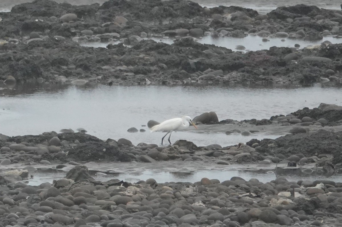 Chinese Egret - ML635570915