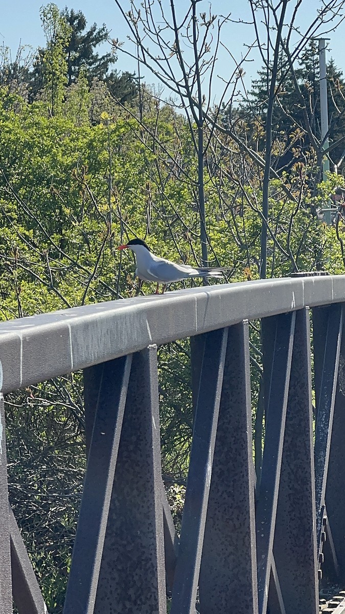 Common Tern - ML635570952