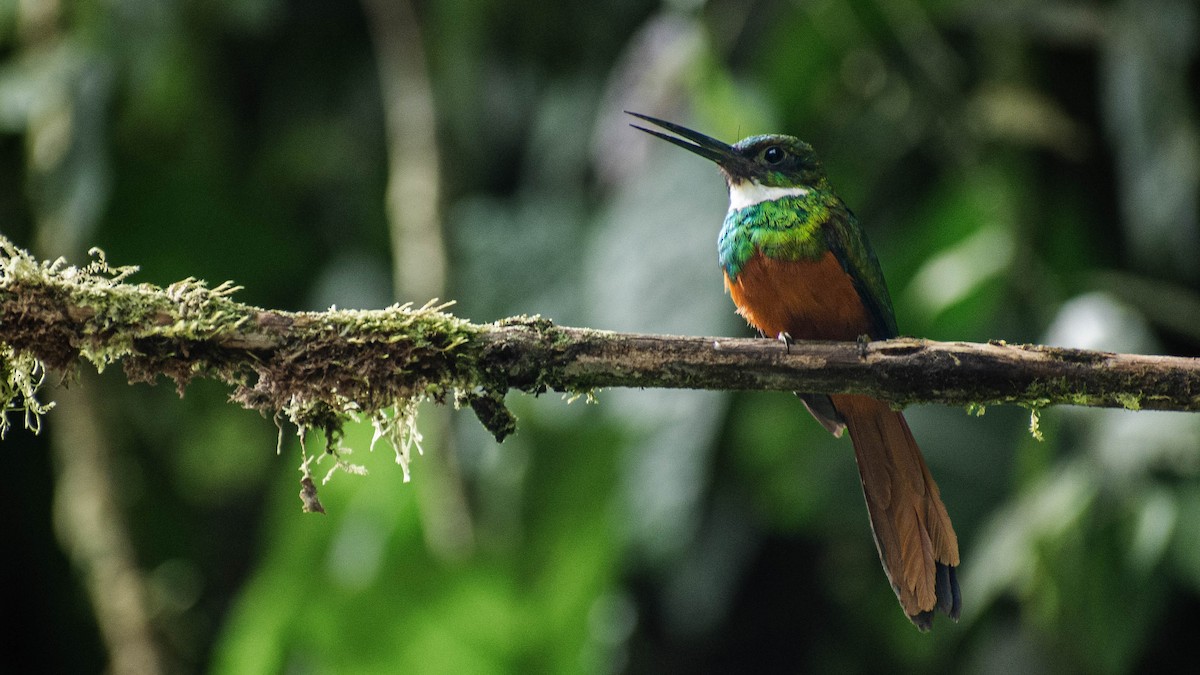 Rufous-tailed Jacamar - ML635570978