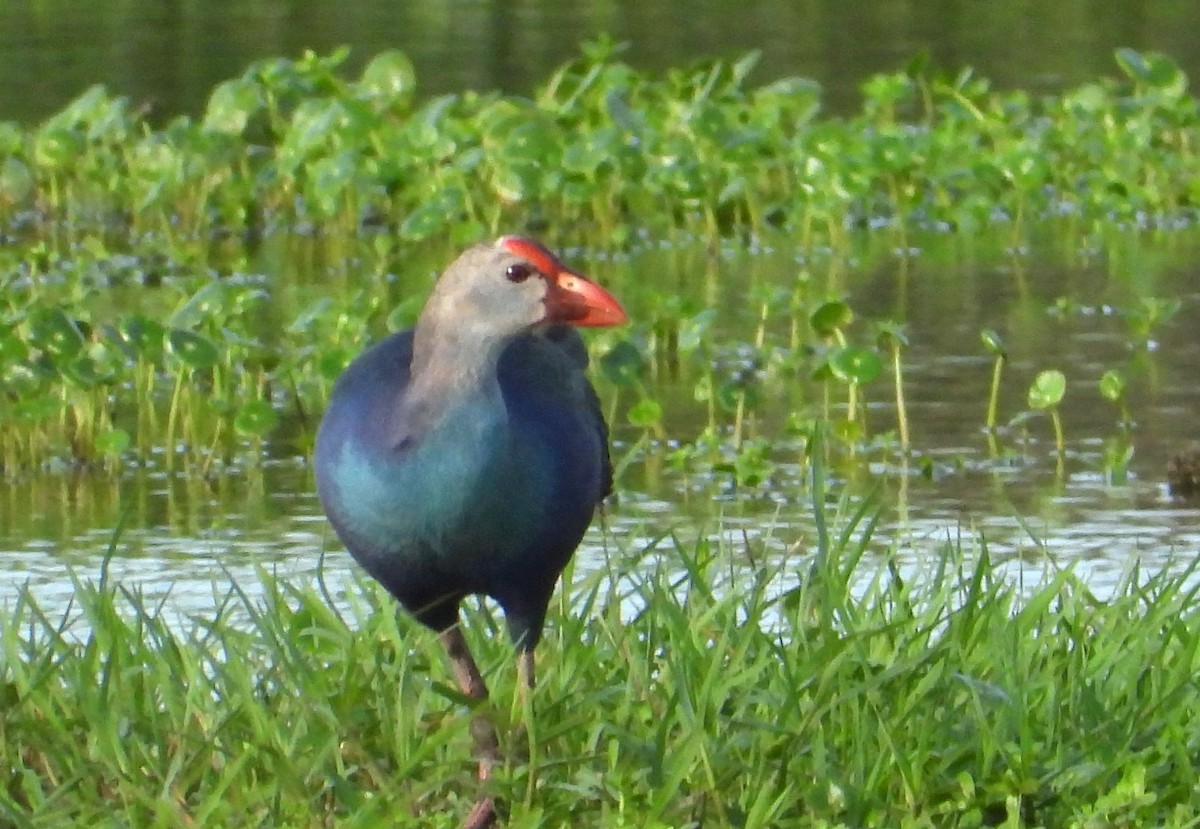 Gray-headed Swamphen - ML635570994