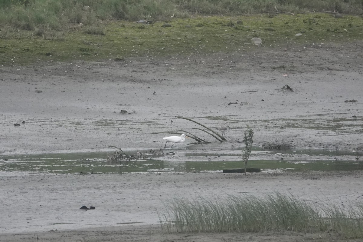 Chinese Egret - ML635571014