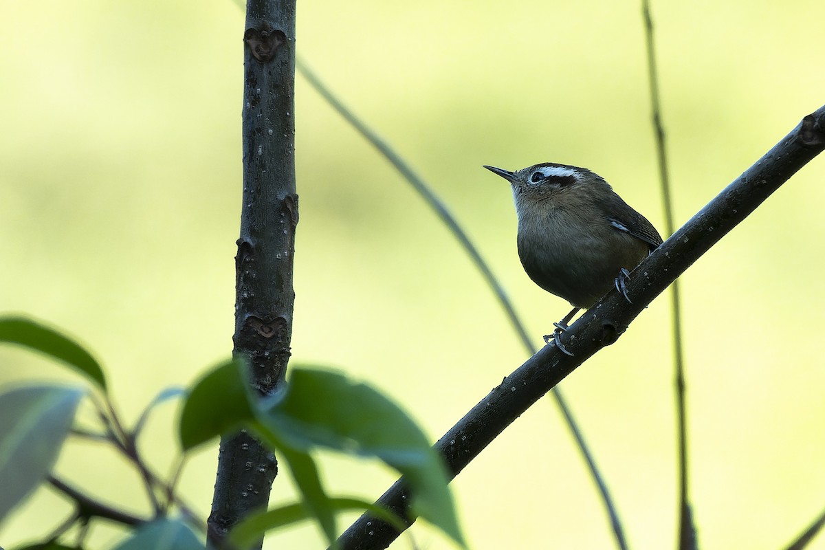 Mountain Wren - ML635571032