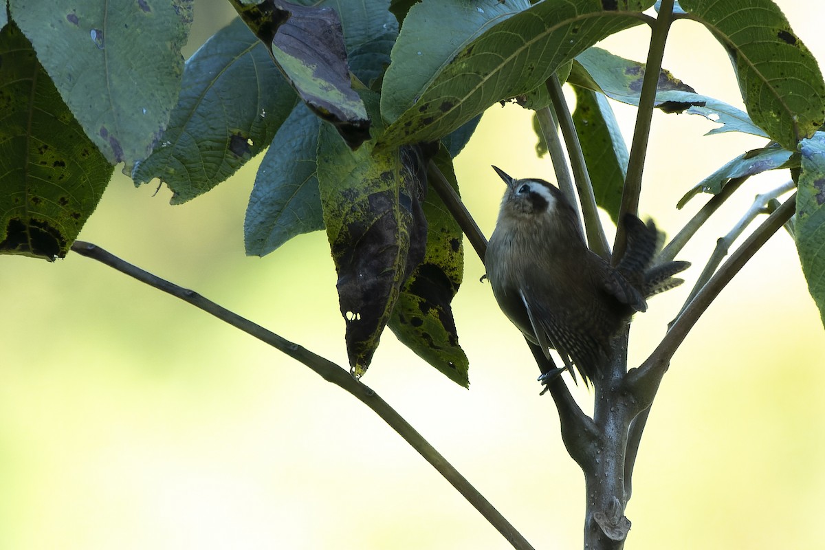 Mountain Wren - ML635571033