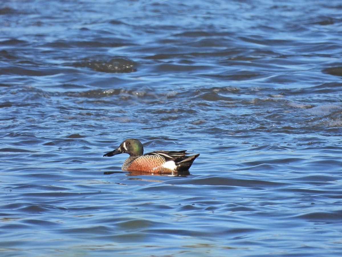 Blue-winged Teal x Northern Shoveler (hybrid) - ML635571074