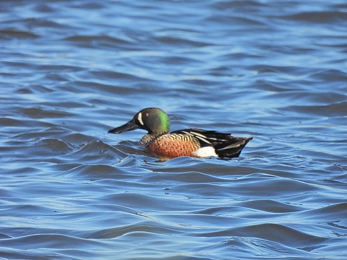 Blue-winged Teal x Northern Shoveler (hybrid) - ML635571076