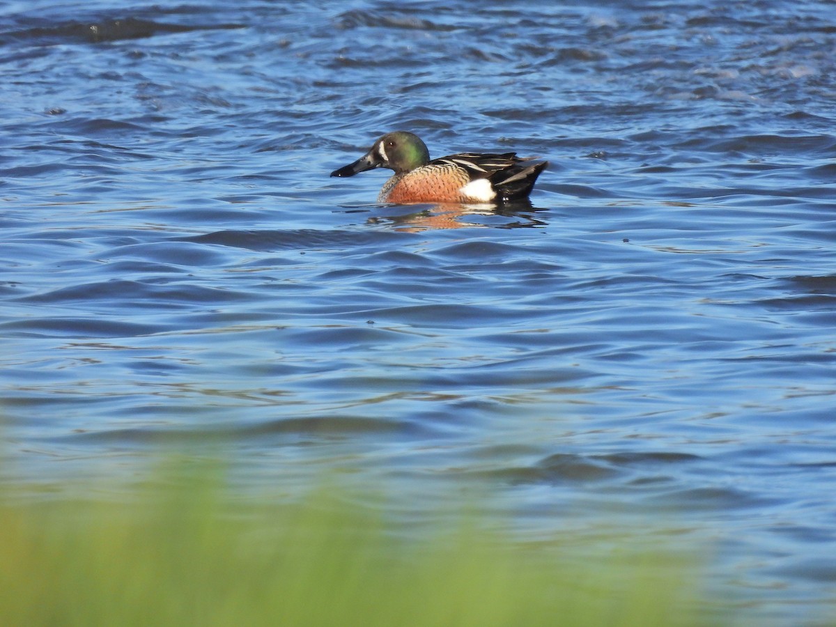 Blue-winged Teal x Northern Shoveler (hybrid) - ML635571077