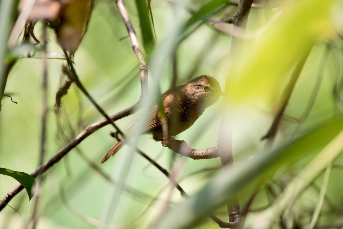 Brownish-flanked Bush Warbler - ML635571085