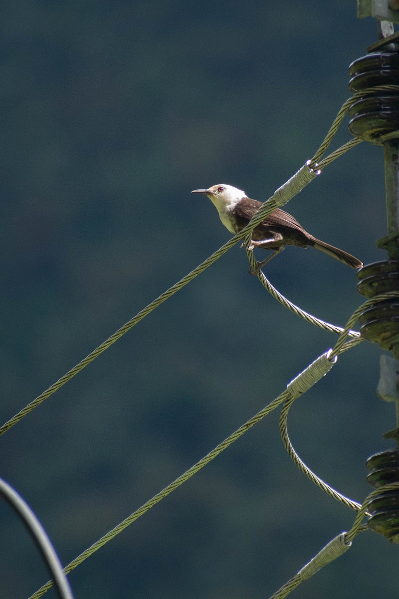 Bay Wren - ML635571086