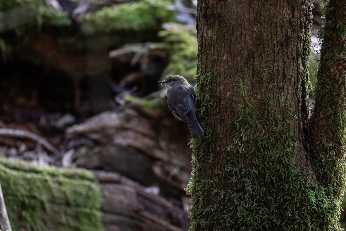 Dusky Robin - ML635571099