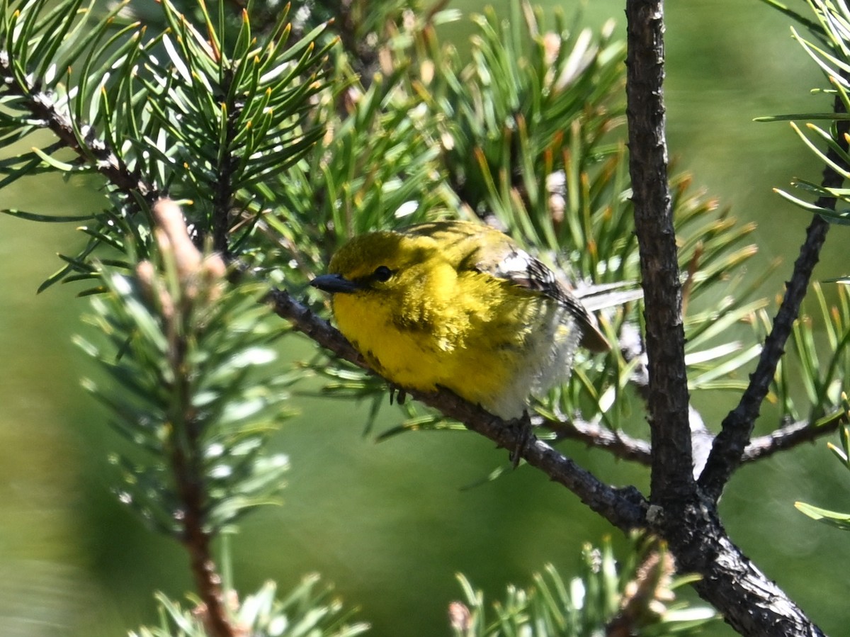 Pine Warbler - ML635571168