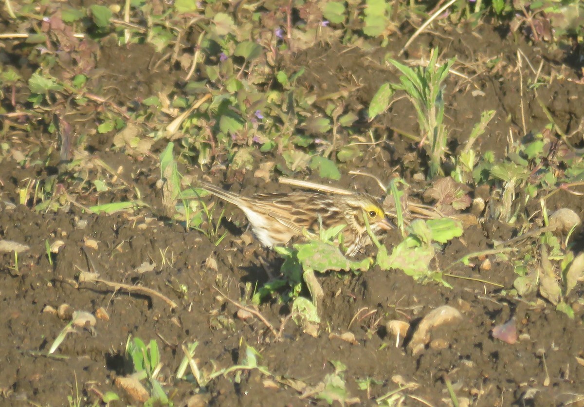 Savannah Sparrow - ML635571182