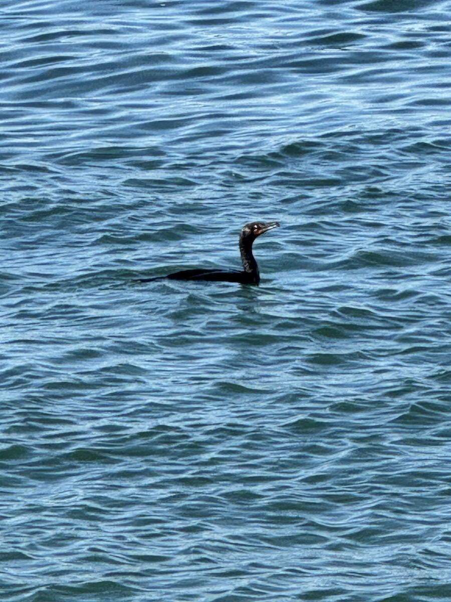Double-crested Cormorant - ML635571210