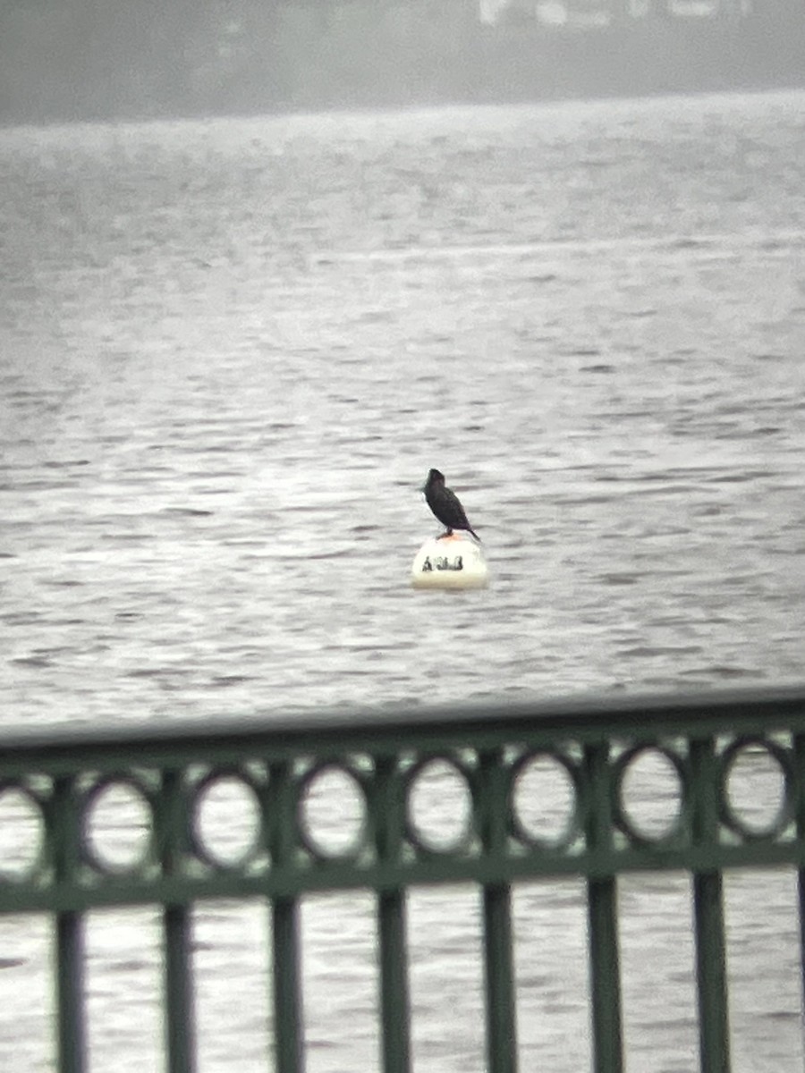 Double-crested Cormorant - ML635571222