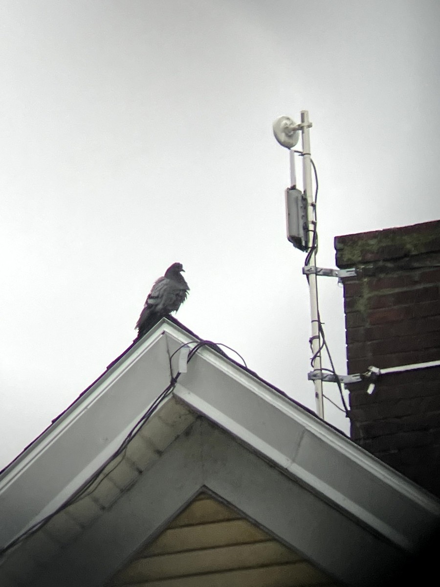 Rock Pigeon (Feral Pigeon) - ML635571241