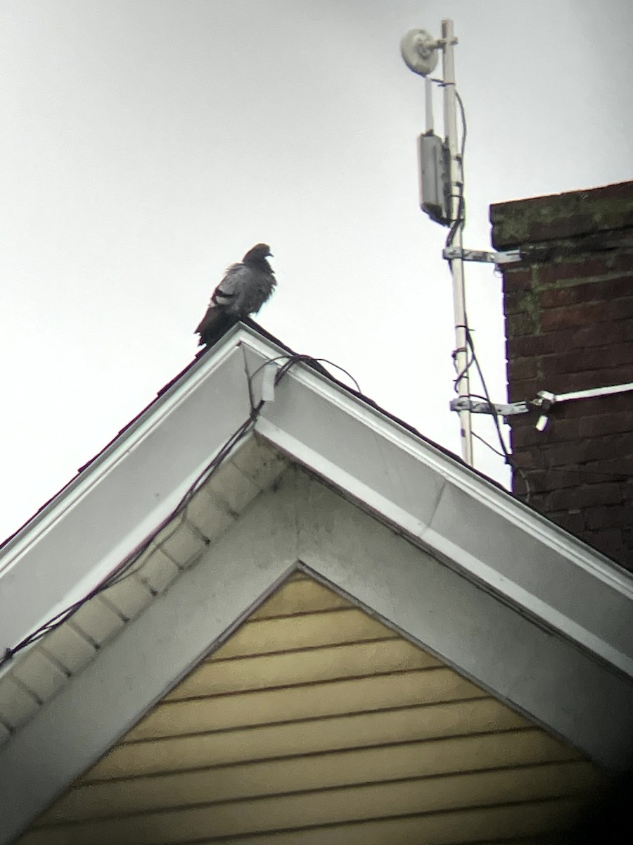 Rock Pigeon (Feral Pigeon) - ML635571242