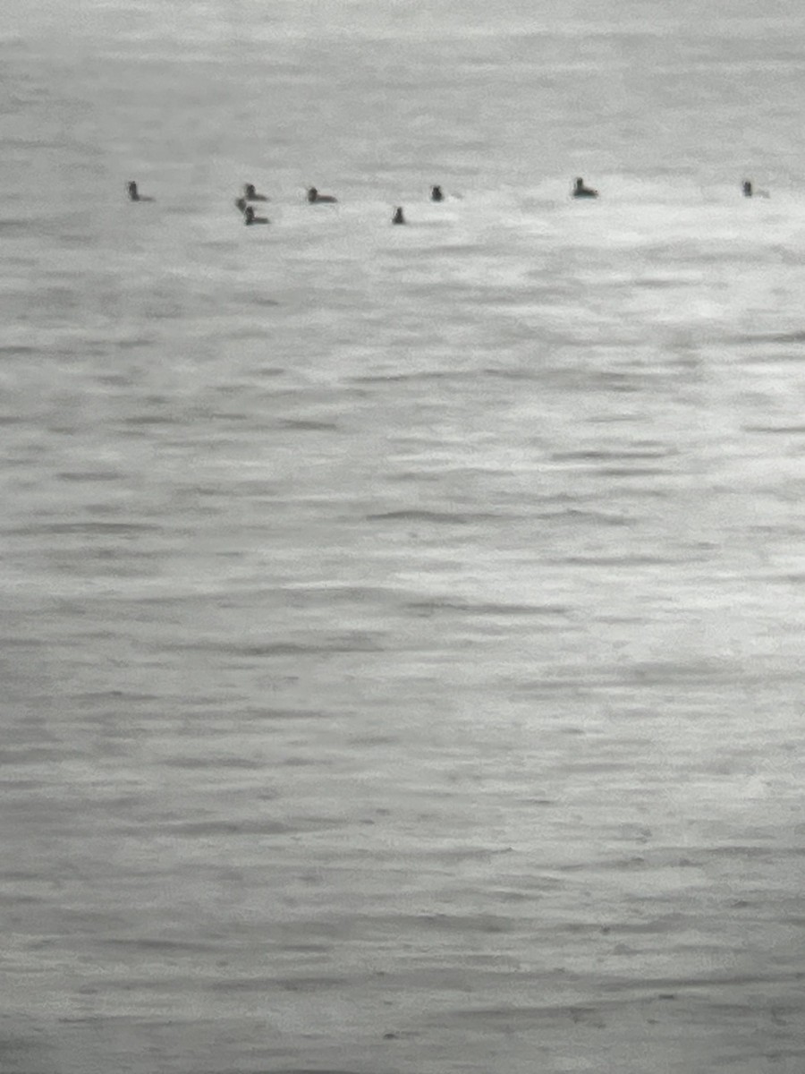 Lesser Scaup - ML635571253