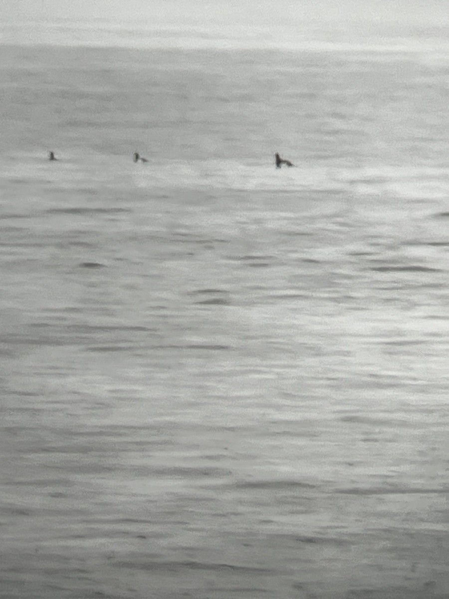 Lesser Scaup - ML635571254