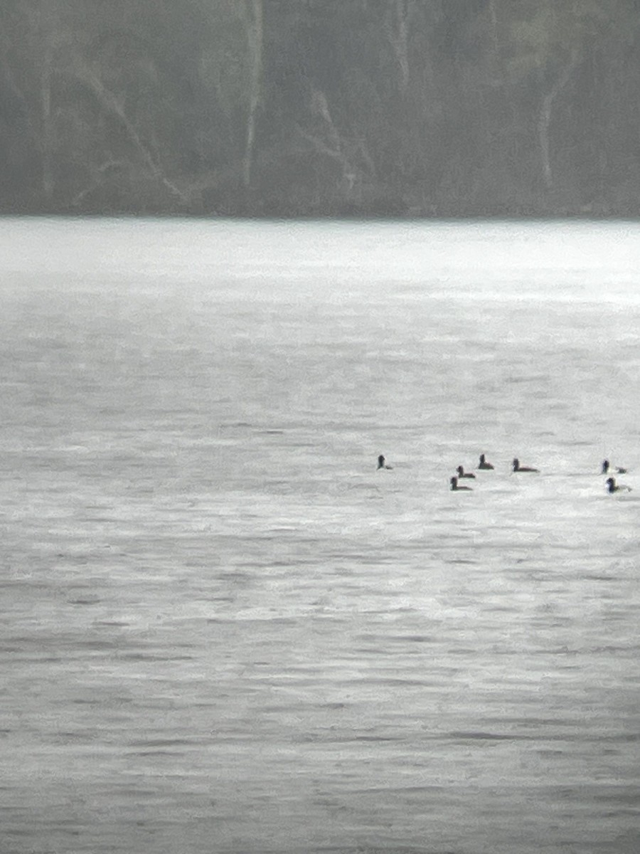 Lesser Scaup - ML635571255