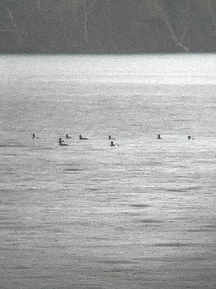 Lesser Scaup - ML635571256