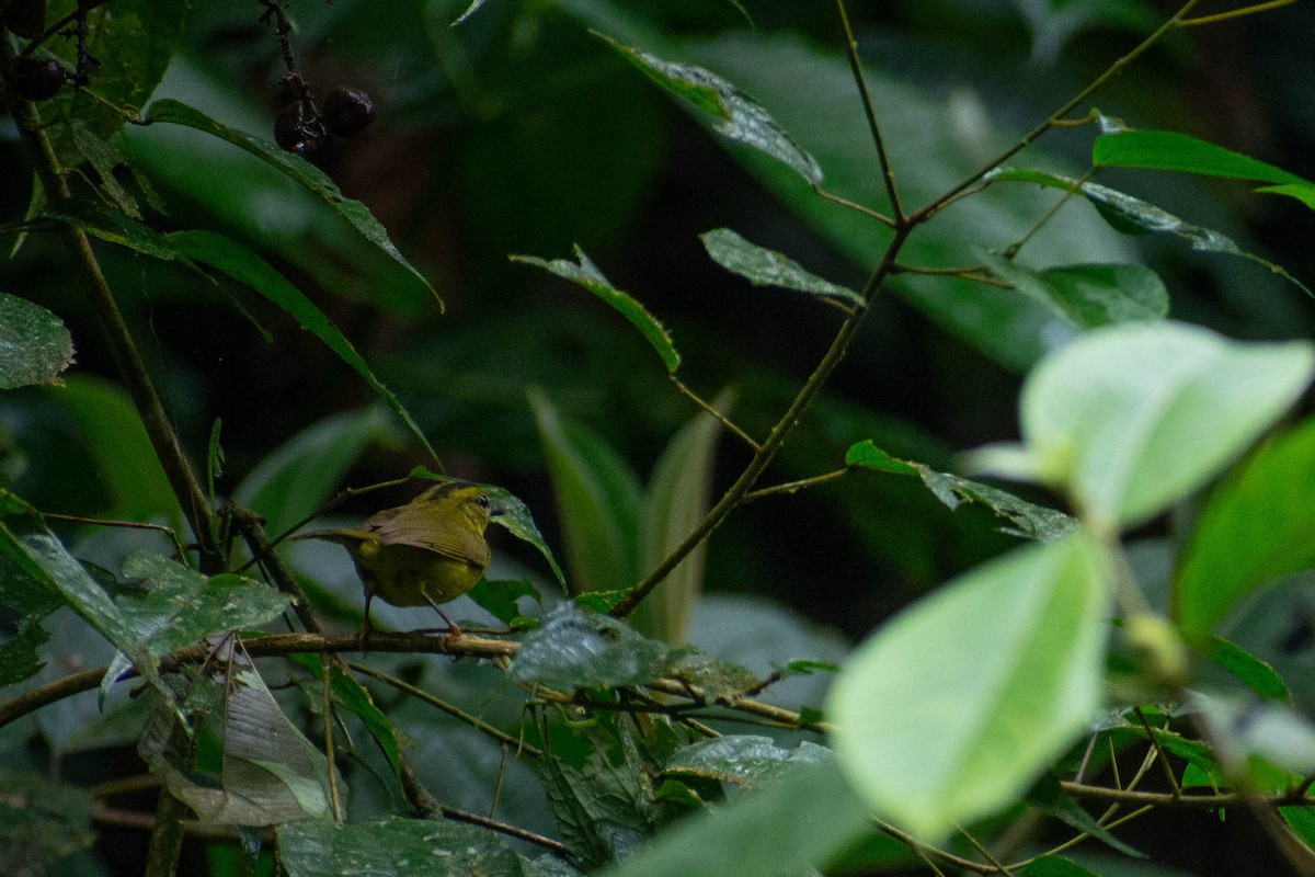 Choco Warbler - ML635571260