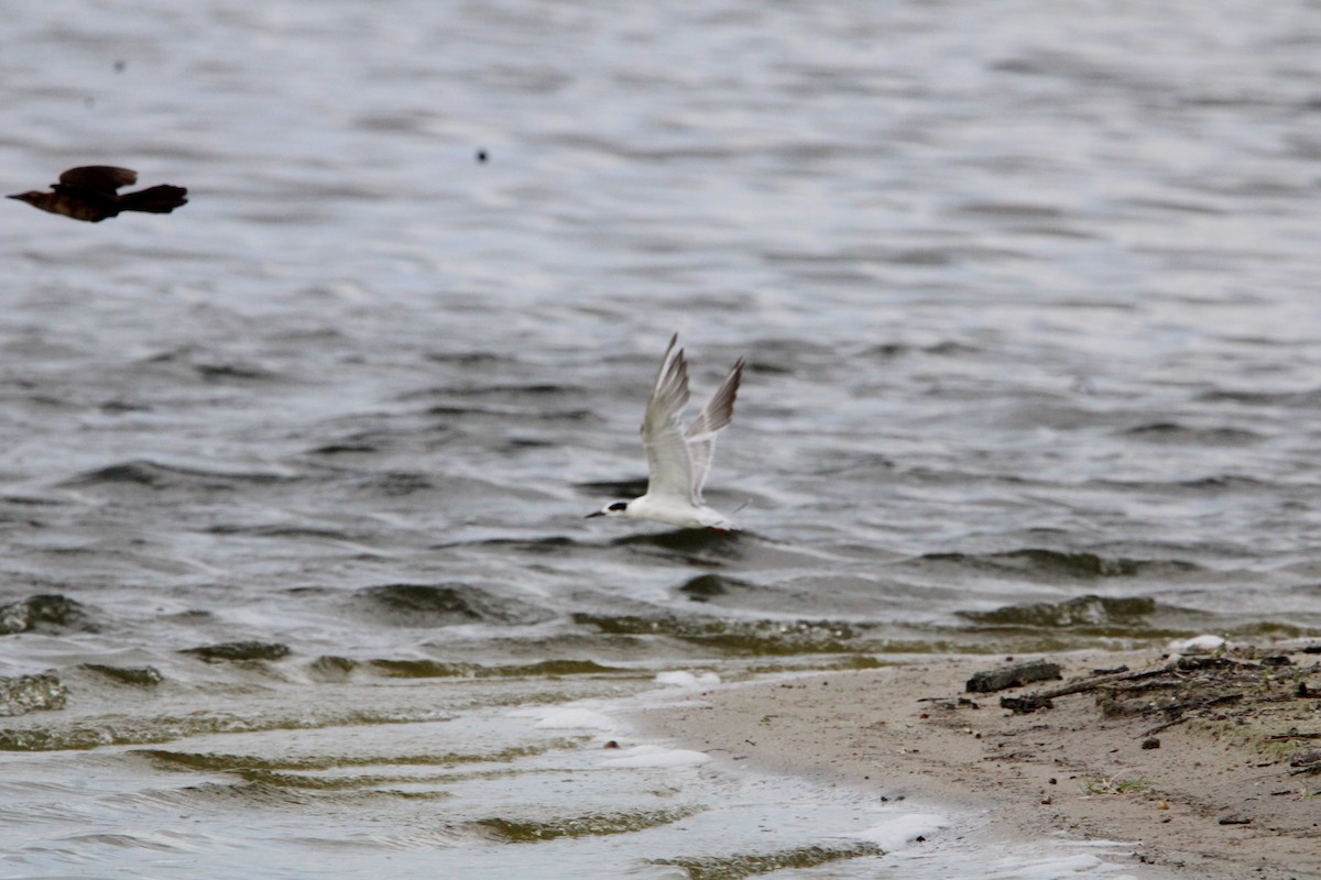 Forster's Tern - ML635571265