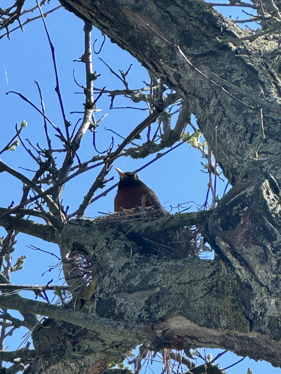 American Robin - ML635571305