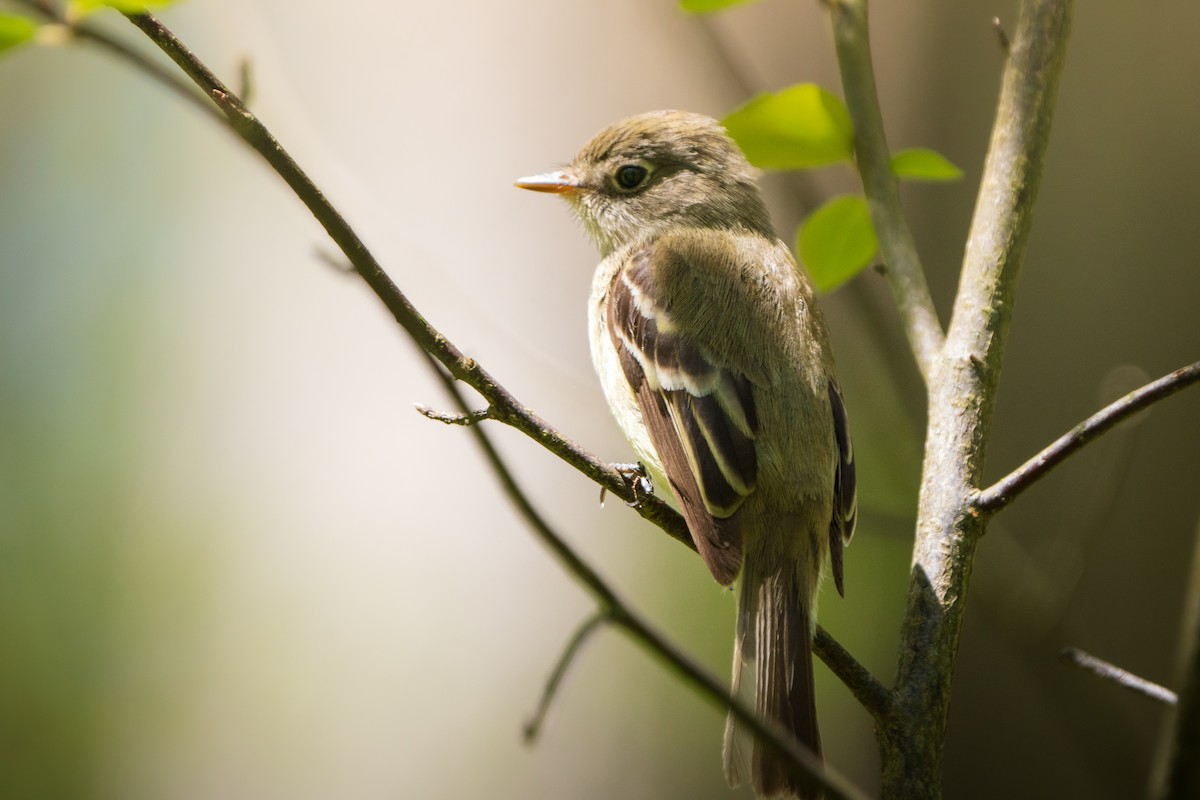 Least Flycatcher - ML635571373